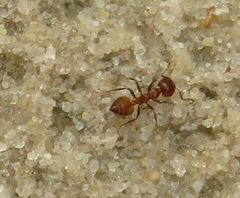Crematogaster castanea