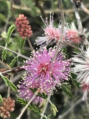 Mimosa monancistra