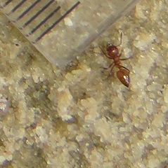 Crematogaster castanea