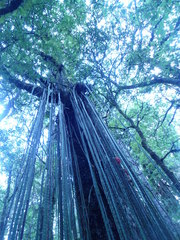 Heliocereus speciosus