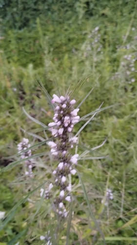 Image of Leonurus japonicus by no rights reserved