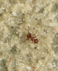 Crematogaster castanea