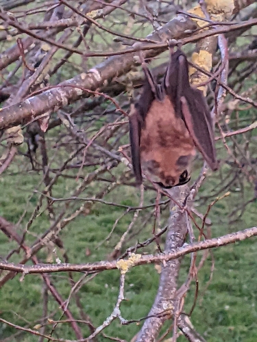 Greater Horseshoe Bat, Bitton, Bristol BS30 6LL, UK, photo 7 of 10