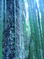 Heliocereus speciosus