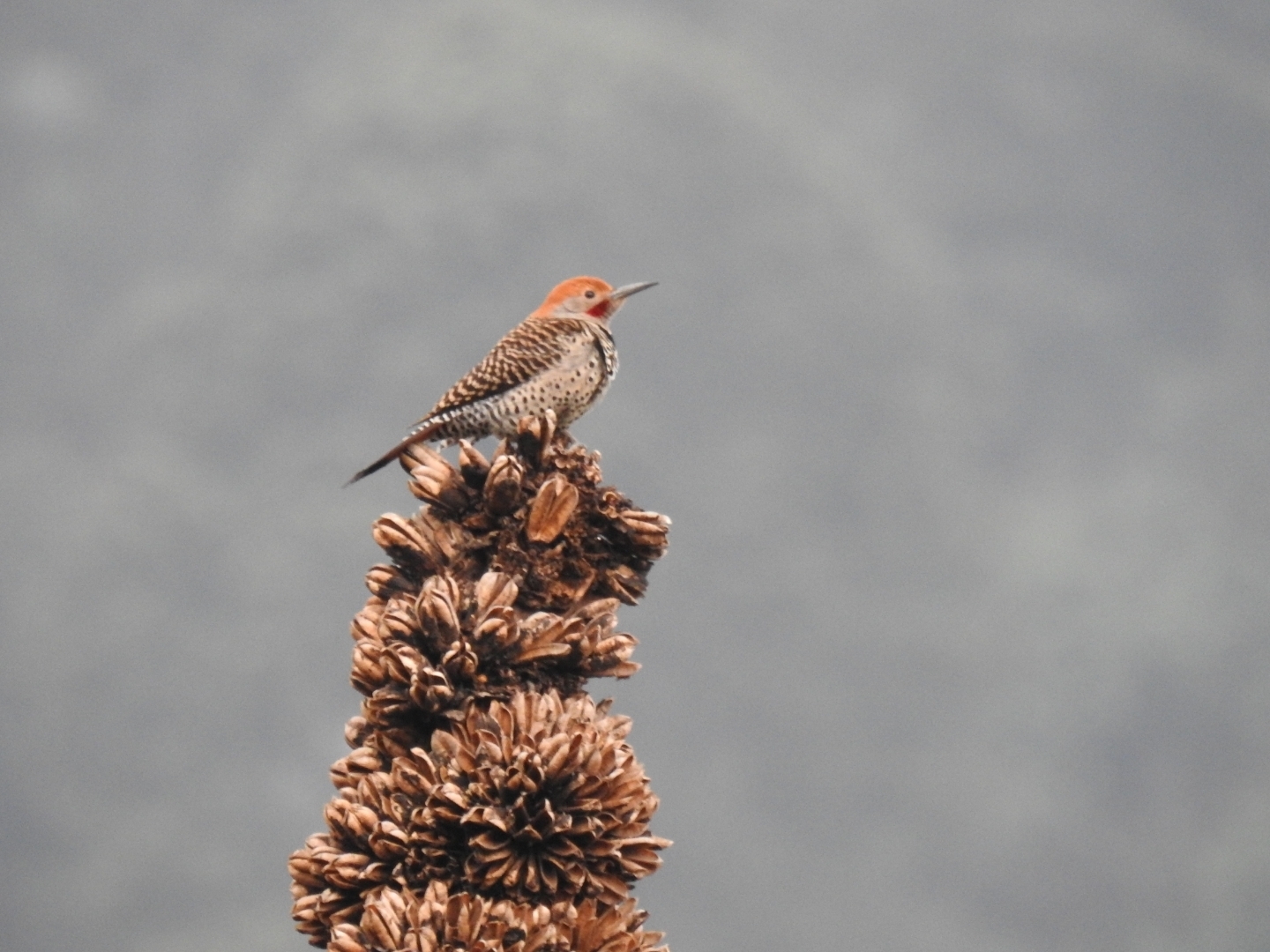 Guatemalan Flicker (Colaptes mexicanoides), photo 4