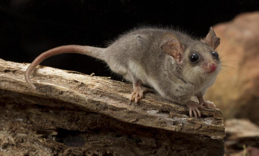 Eastern Pygmy Possum