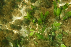 Caulerpa prolifera