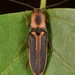 Megapenthes - Photo (c) skitterbug, algunos derechos reservados (CC BY), subido por skitterbug