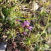 Gentianella lingulata - Photo (c) Dmitriy Bochkov, algunos derechos reservados (CC BY), subido por Dmitriy Bochkov