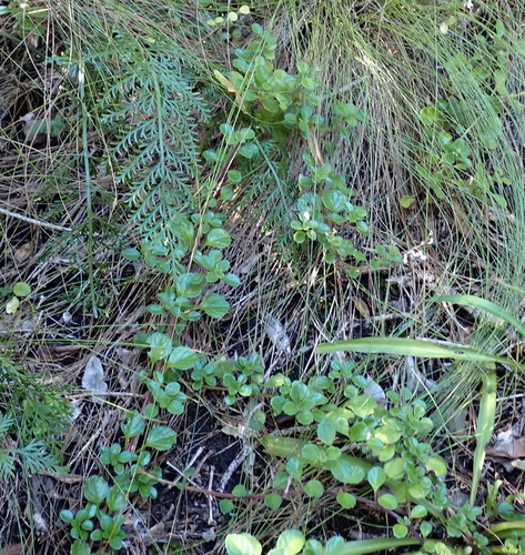 Plectranthus lucidus, photograph 4