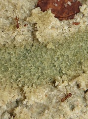 Crematogaster castanea