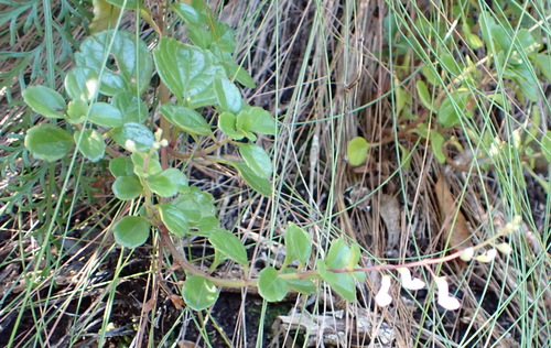 Plectranthus lucidus, photograph 5