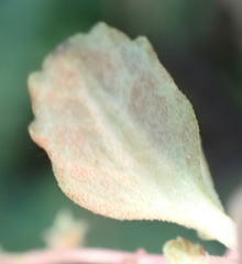 (c) Nicola van Berkel, some rights reserved (CC BY-SA) Plectranthus lucidus, photograph (c) Nicola van Berkel, some rights reserved (CC BY-SA)