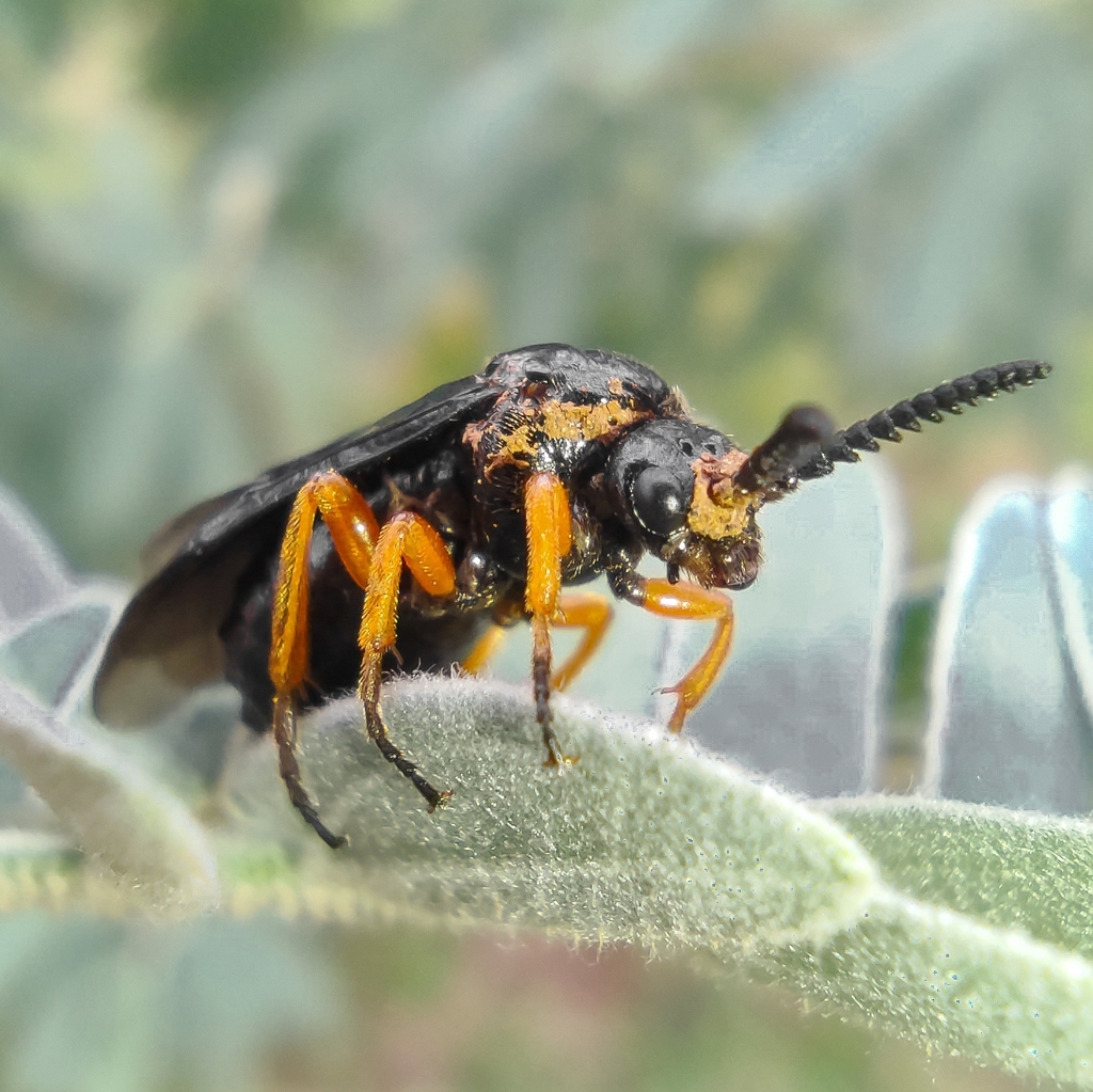 Perreyia flavipes