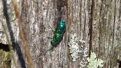 Chrysidoidea