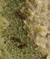 Crematogaster castanea