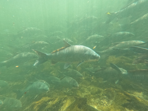 Buffalofish (Ictiobus bubalus) — Catostomidae — 2