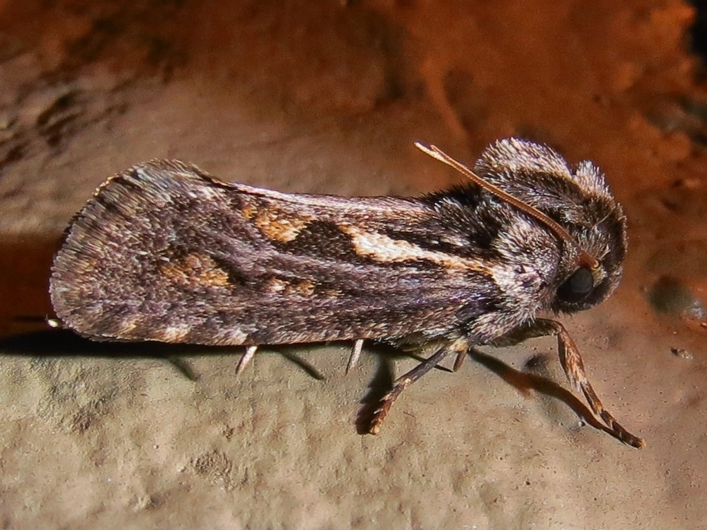 Grass Tubeworm Moths