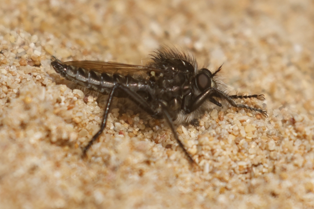 Dysmachus cristatus