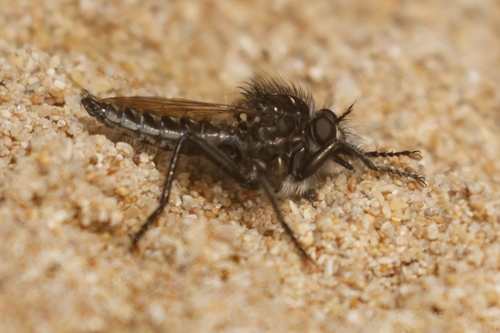 Dysmachus cristatus