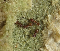 Crematogaster castanea
