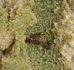 Crematogaster castanea
