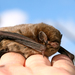 Chocolate Wattled Bat - Photo (c) patrickkavanagh, some rights reserved (CC BY)