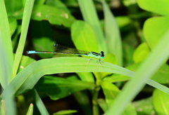 Ischnura forcipata