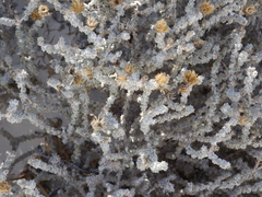 Xanthisma restiforme