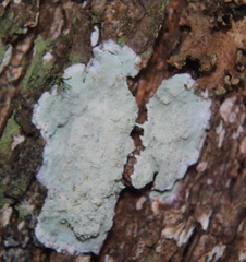 Arthoniomycetes