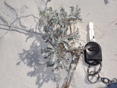 Phacelia marshall-johnstonii