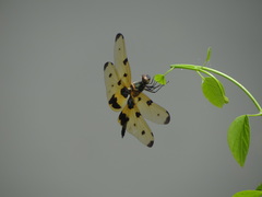 Rhyothemis variegata