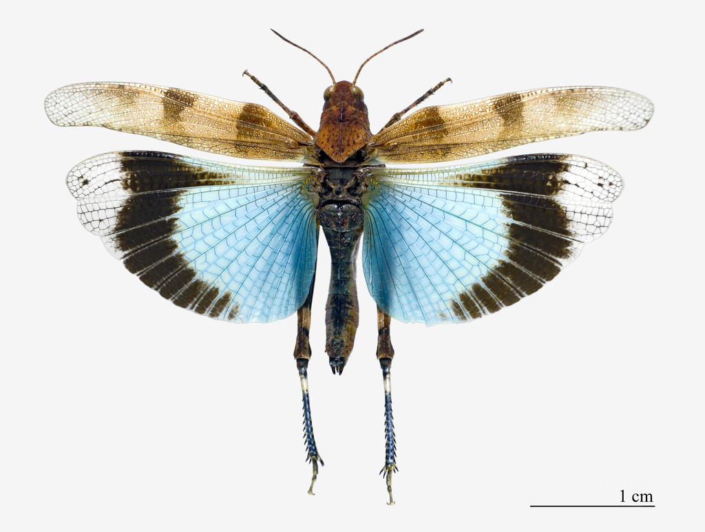 Blue-winged Grasshopper