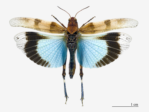 Blue-winged Grasshopper