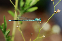 Pseudagrion decorum