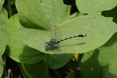 Burmagomphus sivalikensis