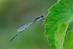 Pseudagrion hypermelas