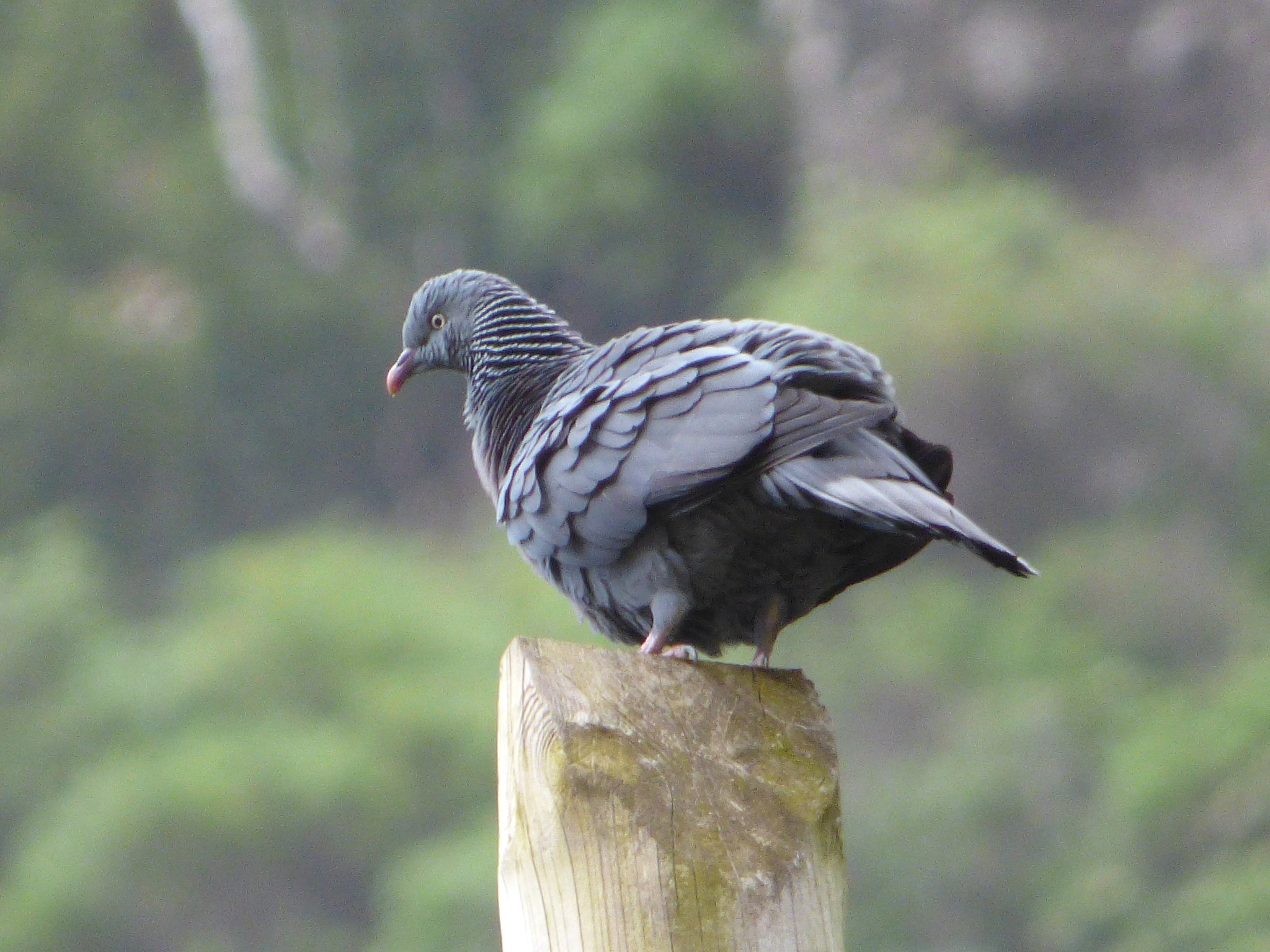 Trocaz Pigeon (Columba trocaz)