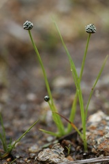 Eriocaulon koernickianum