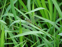 Cyclogomphus ypsilon