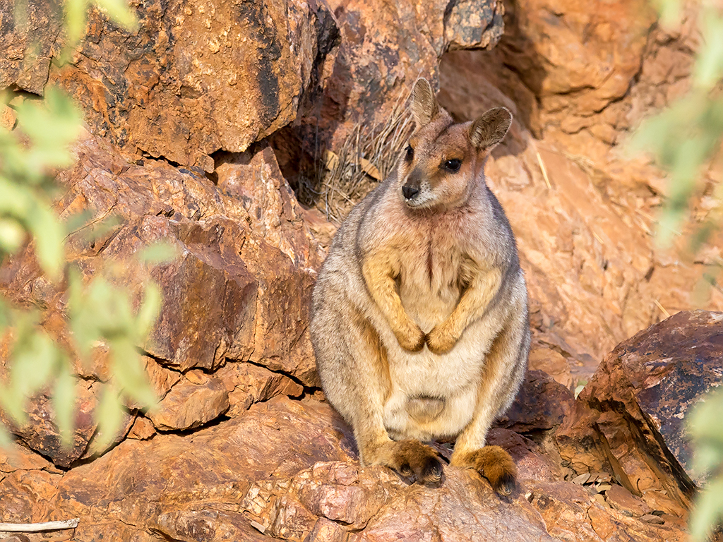Purple-necked Rock Wallaby