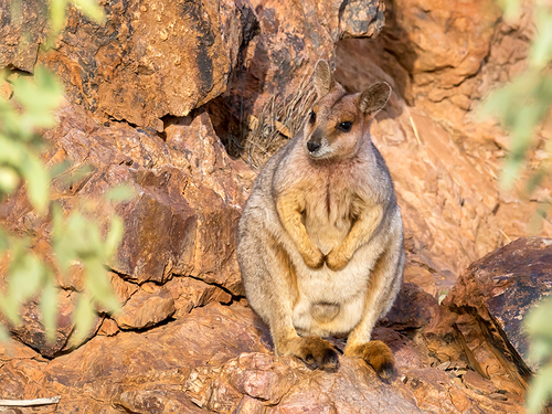 Purple-necked Rock Wallaby (Petrogale purpureicollis) — Near Threatened Mammalia
