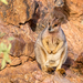 Purple-necked Rock Wallaby - Photo (c) David Cook, some rights reserved (CC BY-NC)