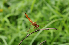 Crocothemis servilia