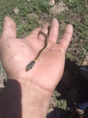 Thamnophis cyrtopsis collaris