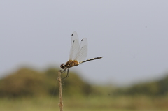 Trithemis pallidinervis