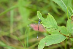 Lestes dryas