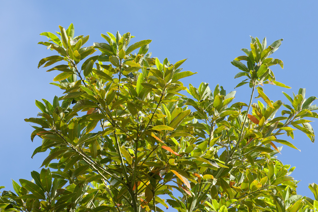 Persea indica; photograph (c) Donald Davesne, some rights reserved (CC BY)