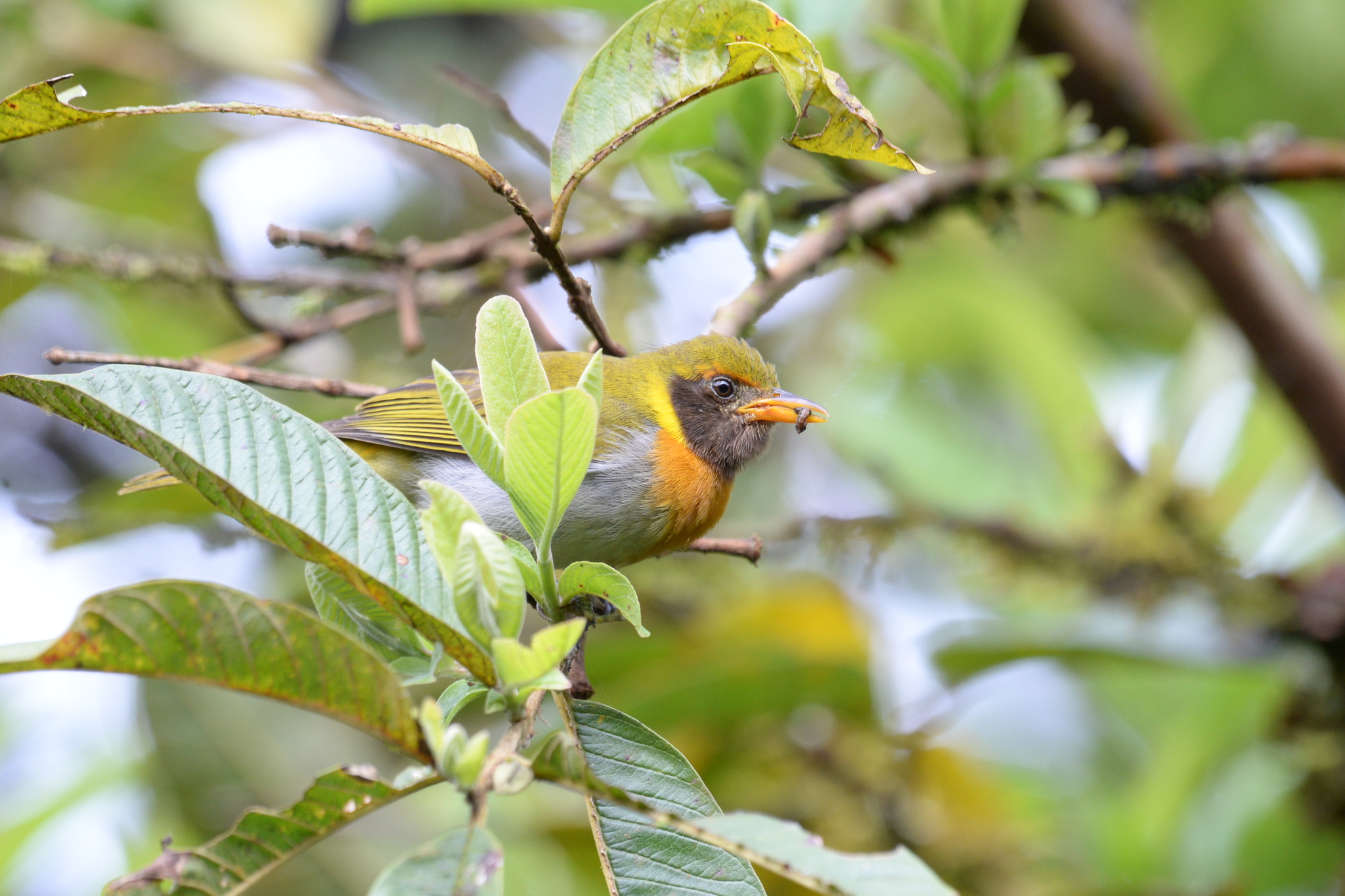 Guira Tanager (Hemithraupis guira)