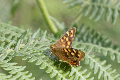 Canary Speckled Wood photo 4
